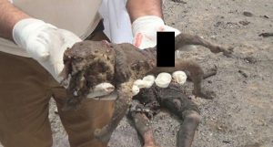 إدانة أممية شديدة اللهجة لمجزرة التحالف بحق أطفال نازحين في الحديدة غربي اليمن