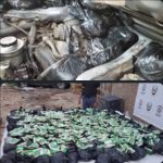ضبط 14000 قرطاس شمة حوت مهربة في نقطة نقيل الإبل بمركز الراهدة الجمركي