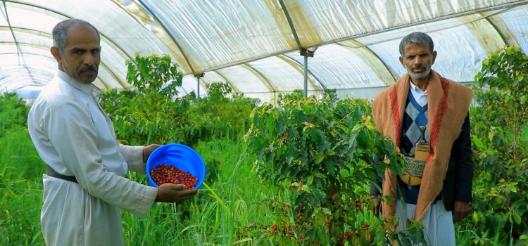 في صعيد صعدة.. المزارع علي جراد عقاب يستبدل أشجار القات بالبن