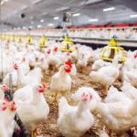 ضابط سلاسل القيمة للدواجن والبيض المهندس هلال الجشاري: تمكنا من إحلال الدجاج التجاري المجمد المنتج محلياً بديلاً عن المستورد