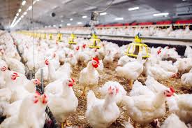 ضابط سلاسل القيمة للدواجن والبيض المهندس هلال الجشاري: تمكنا من إحلال الدجاج التجاري المجمد المنتج محلياً بديلاً عن المستورد