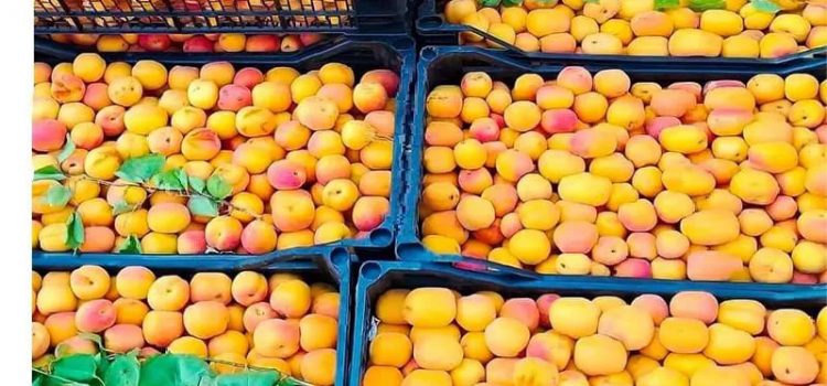 البرقوق اليمني بين مطرقة الآفات وسندان ضعف التسويق