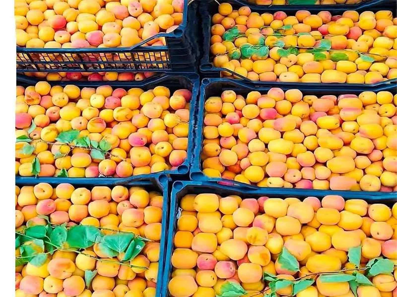 البرقوق اليمني بين مطرقة الآفات وسندان ضعف التسويق
