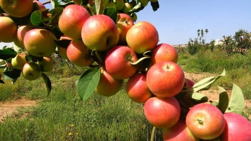 وفرة الإنتاج وتراجع الأسعار.. موسم التفاح بين نجاح الزراعة وتحديات السوق